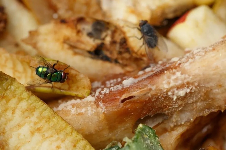 What Attracts Flies In Compost + How To Get Rid Of Them