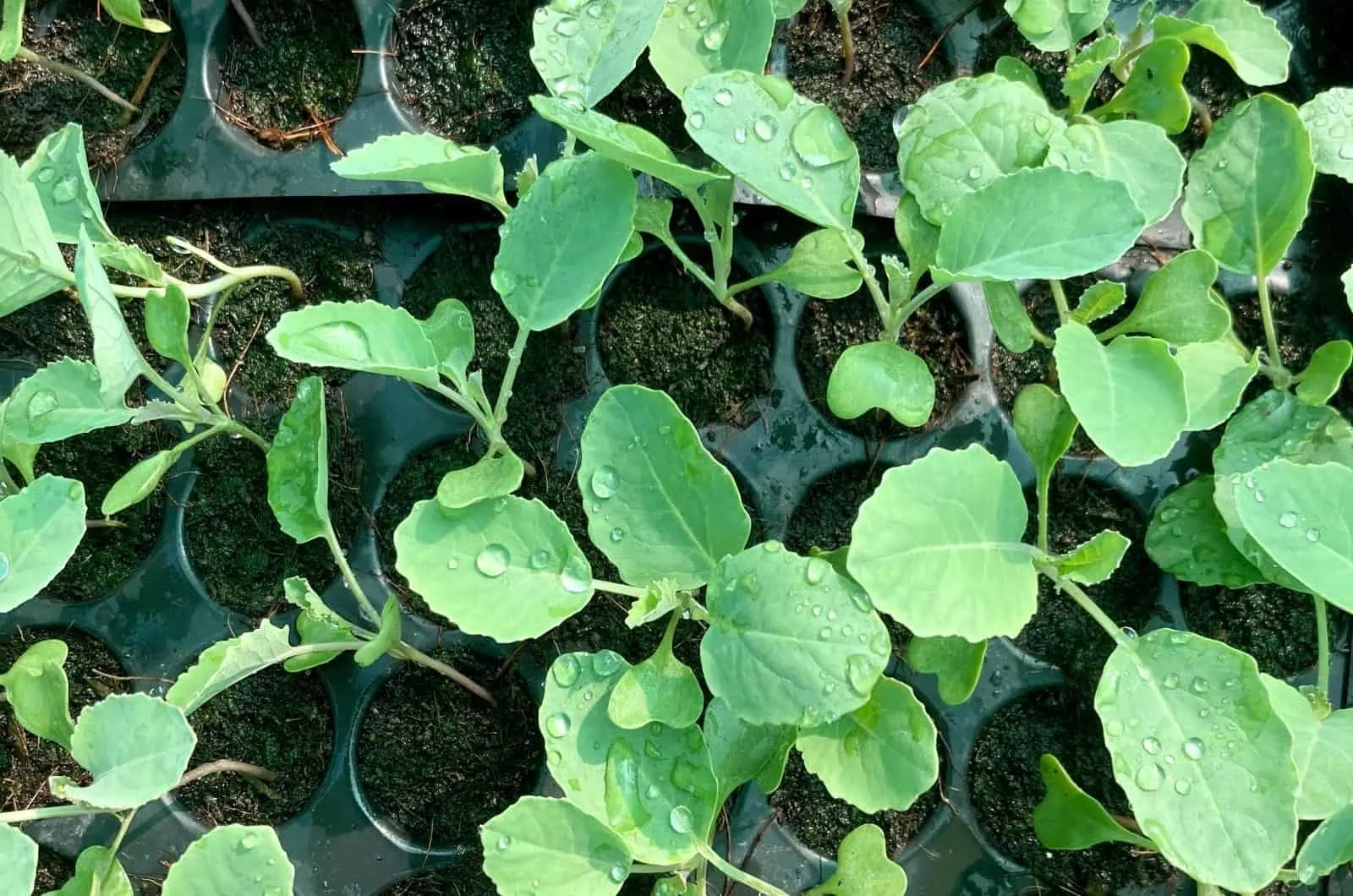 The 9 Cabbage Growing Stages + How To Grow This Vegetable