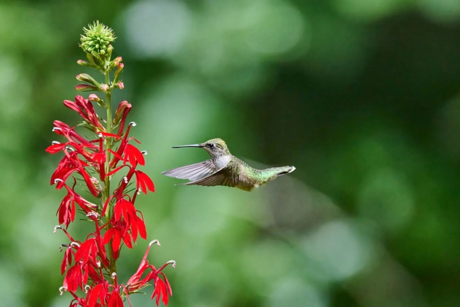 10 Best Flowers For Attracting Hummingbirds Into Your Garden