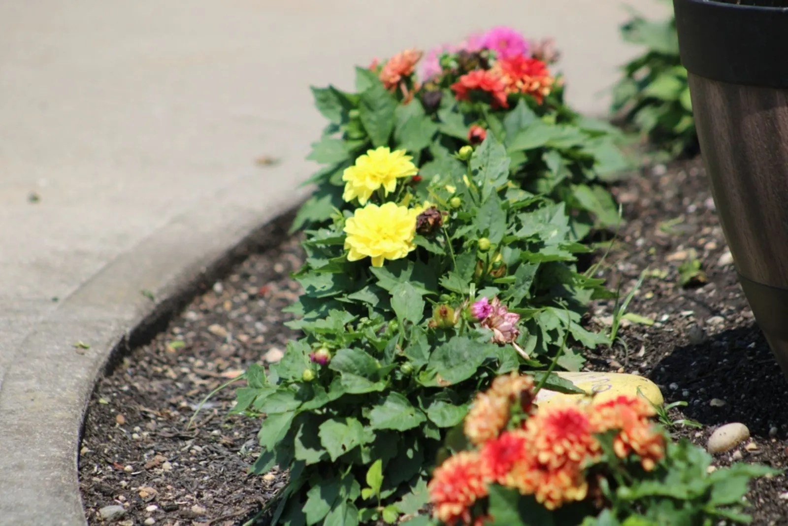 25 Budgetsaving Garden Edging Ideas For A Spectacular Yard