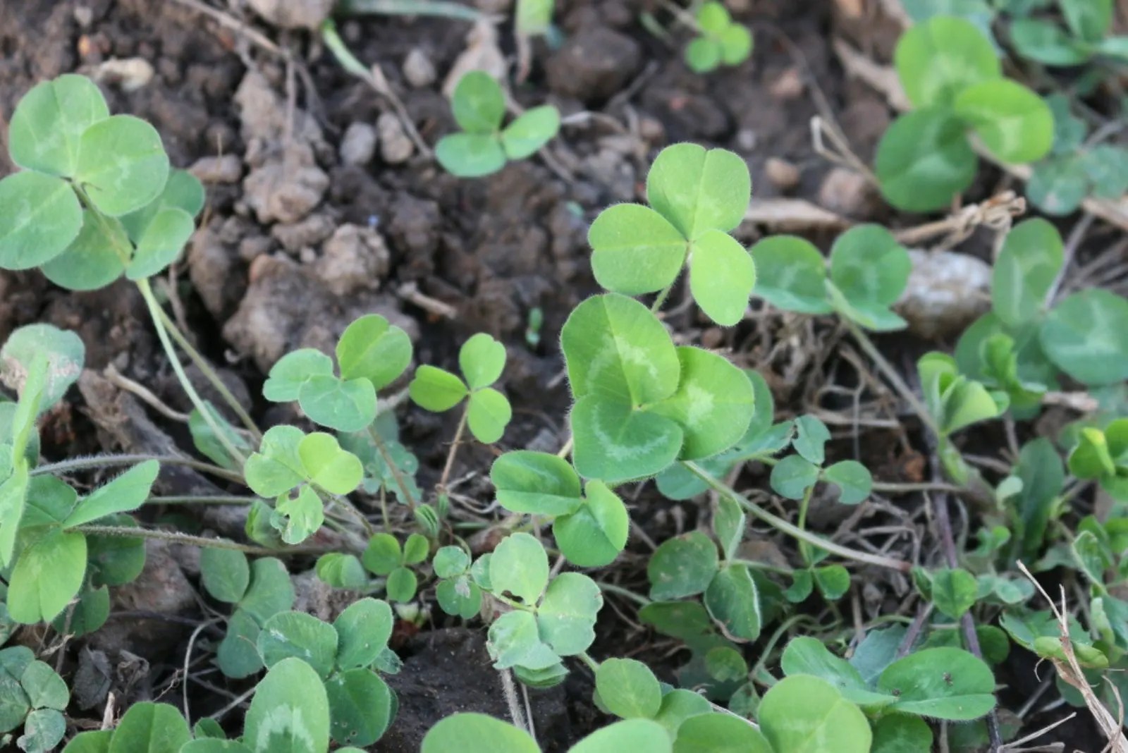 9 Effective Ground Cover Plants To Prevent Weeds