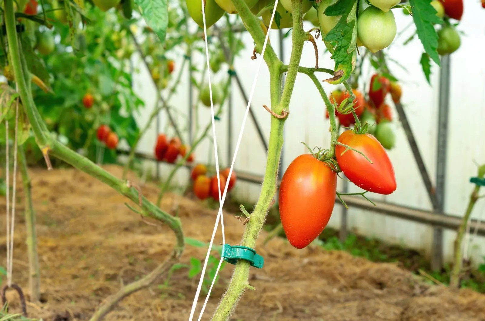 Why, When, And How To Stake Tomato Plants