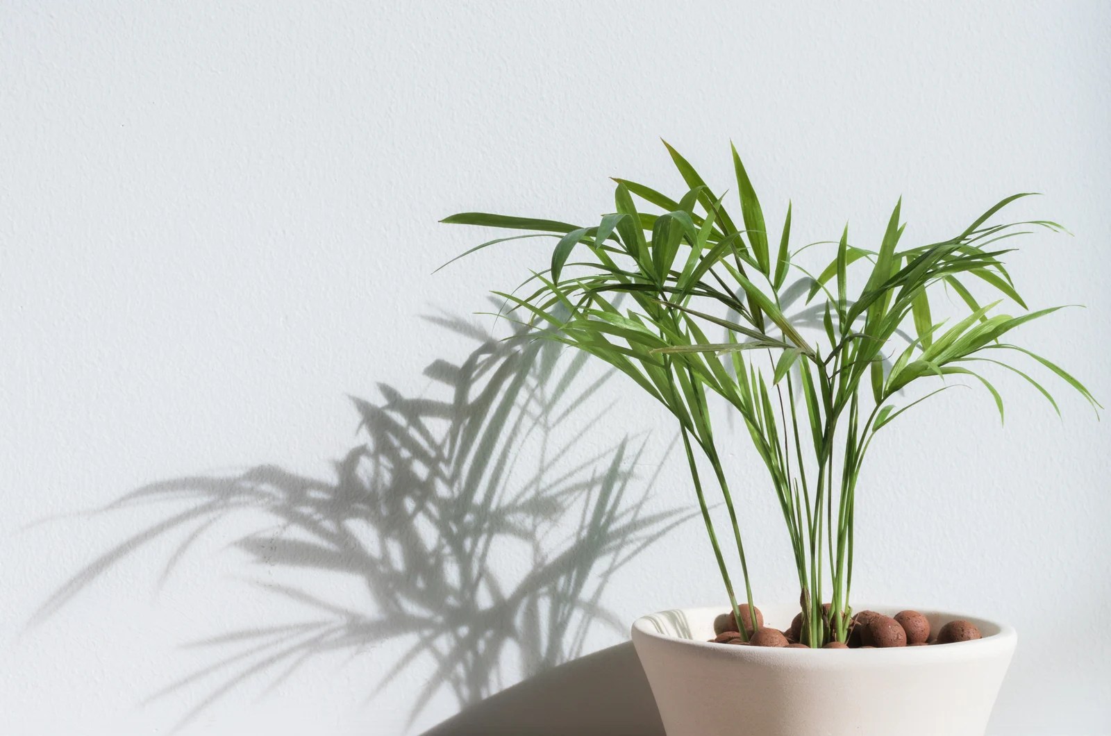 tiny bamboo palm tree in the ceramic pot