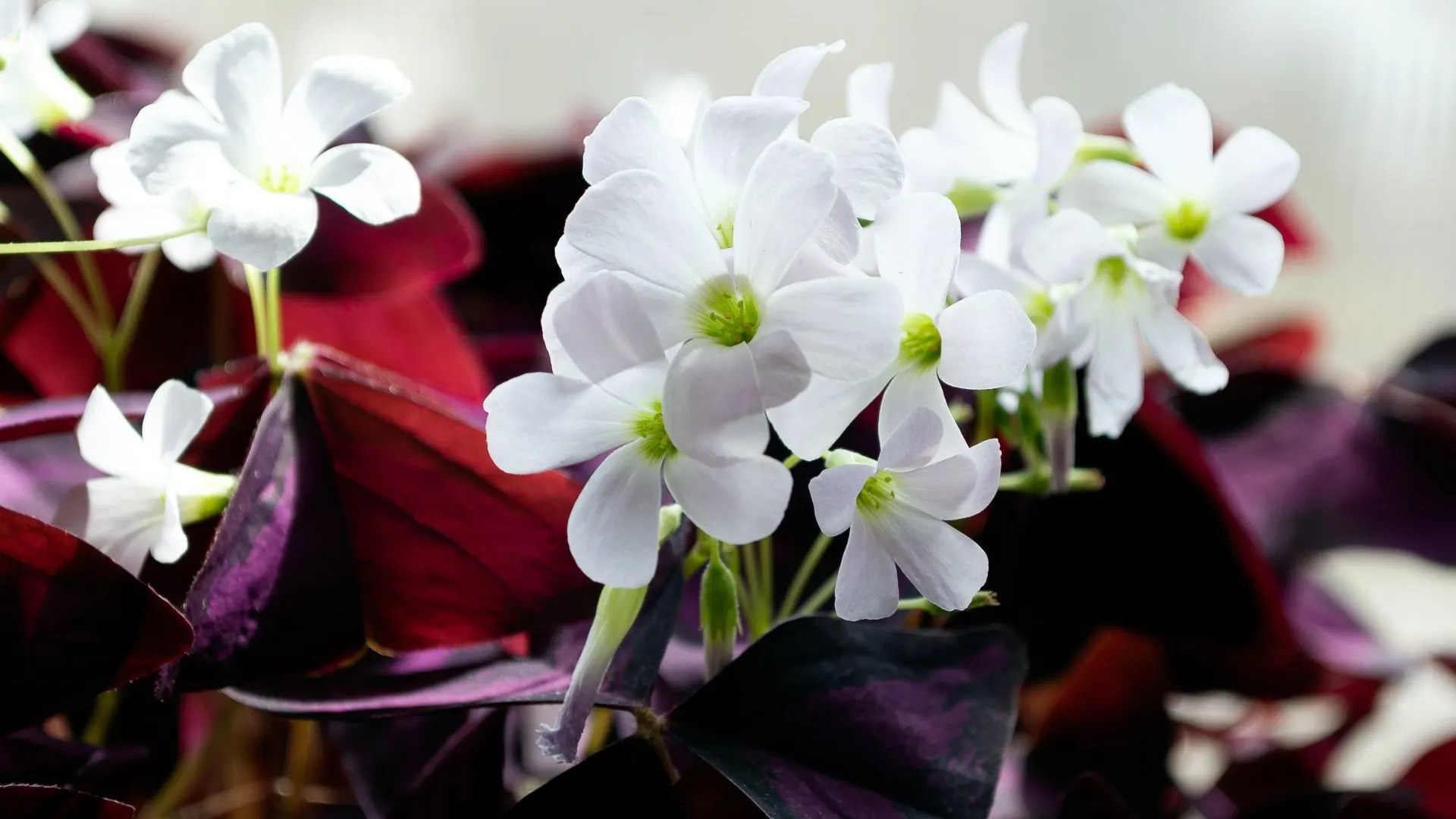 How To Grow &amp; Care For The Oxalis Triangularis