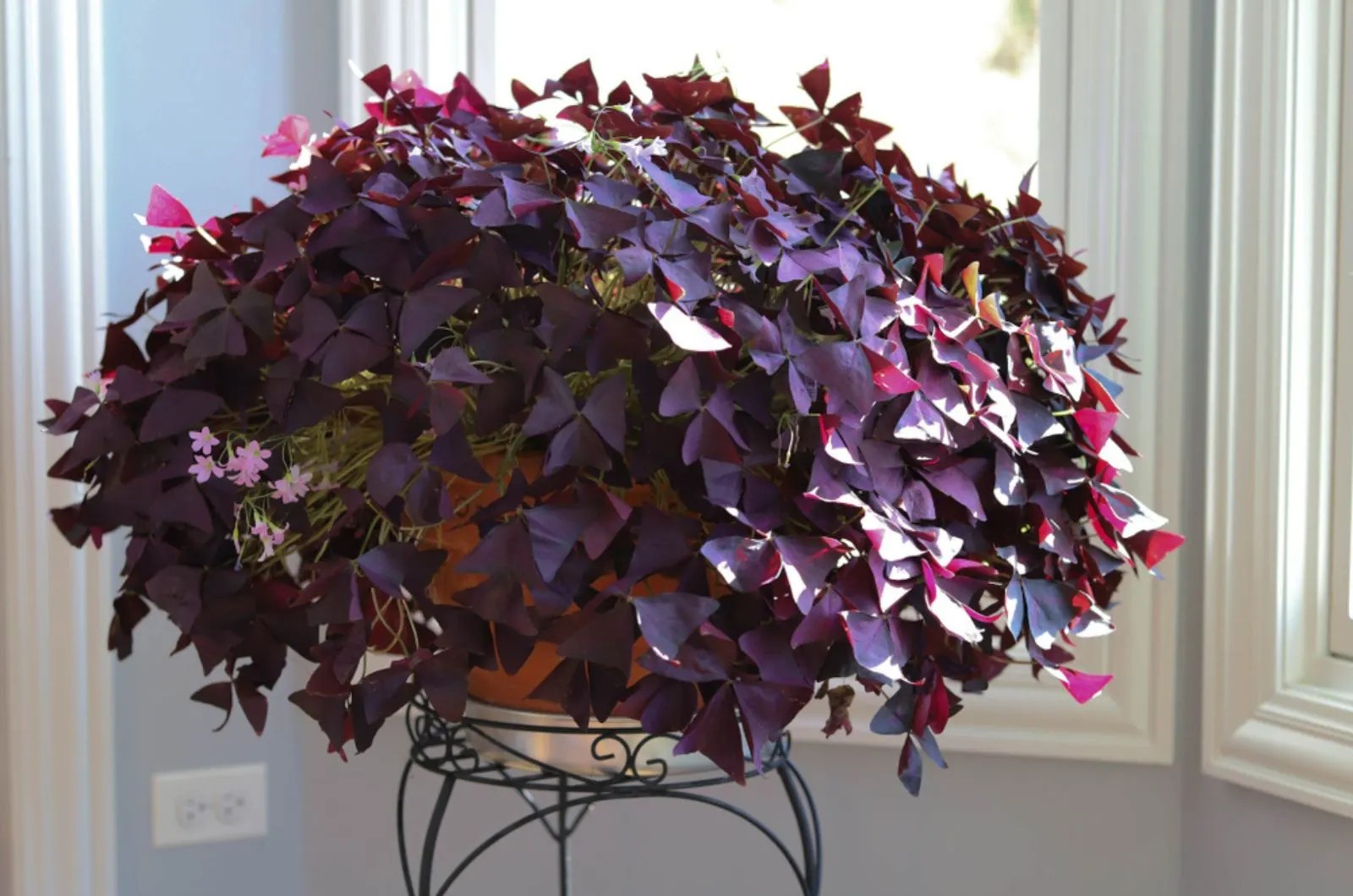 Oxalis Triangularis in a pot