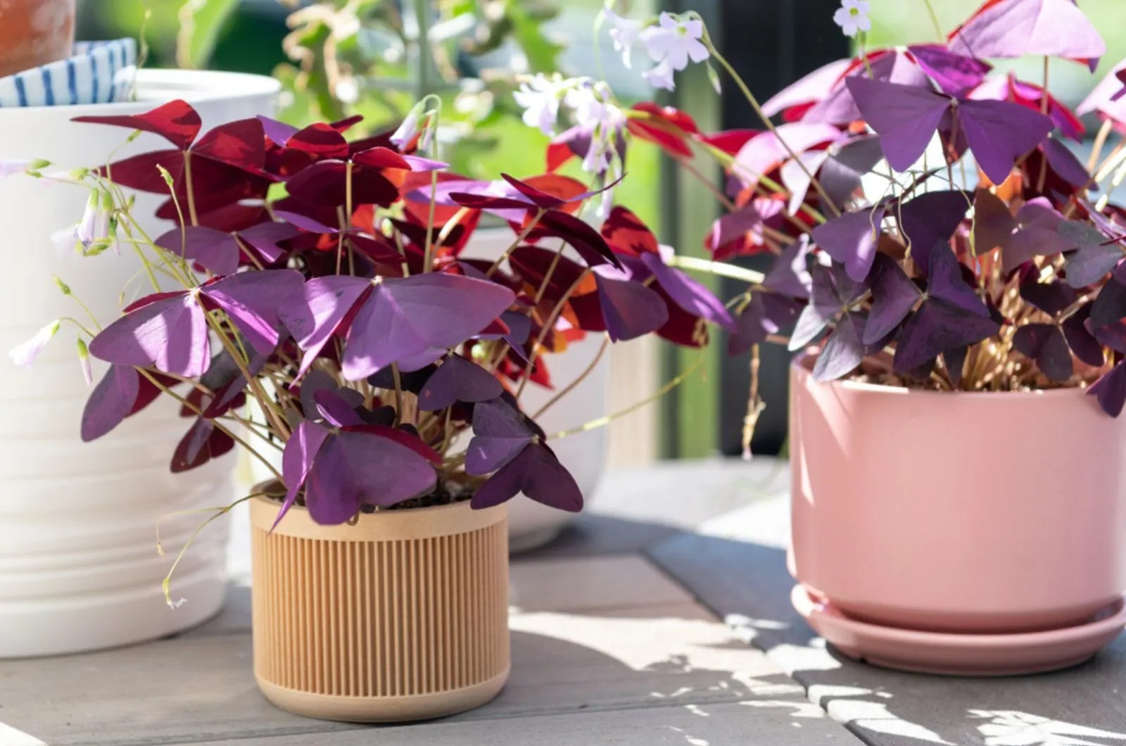 Oxalis Triangularis outdoor in pots