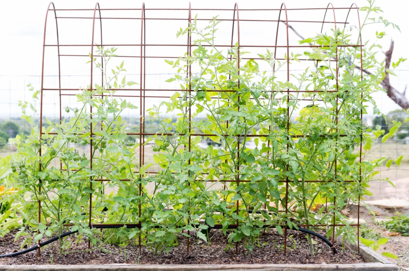 Here’s How To Grow Tomatoes On An Arched Trellis