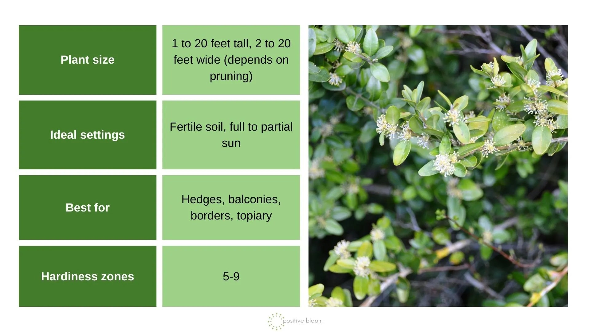 10 Beautiful Winter Plants For YearRound Privacy