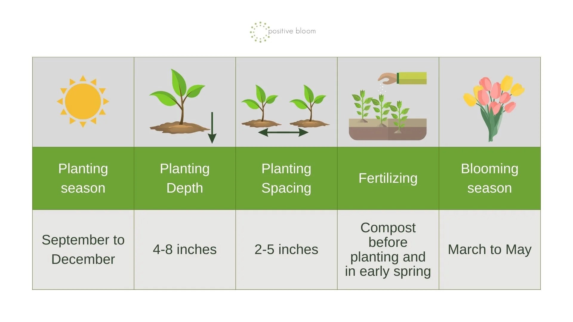 When To Plant Tulip Bulbs For Amazing Spring Blossoms