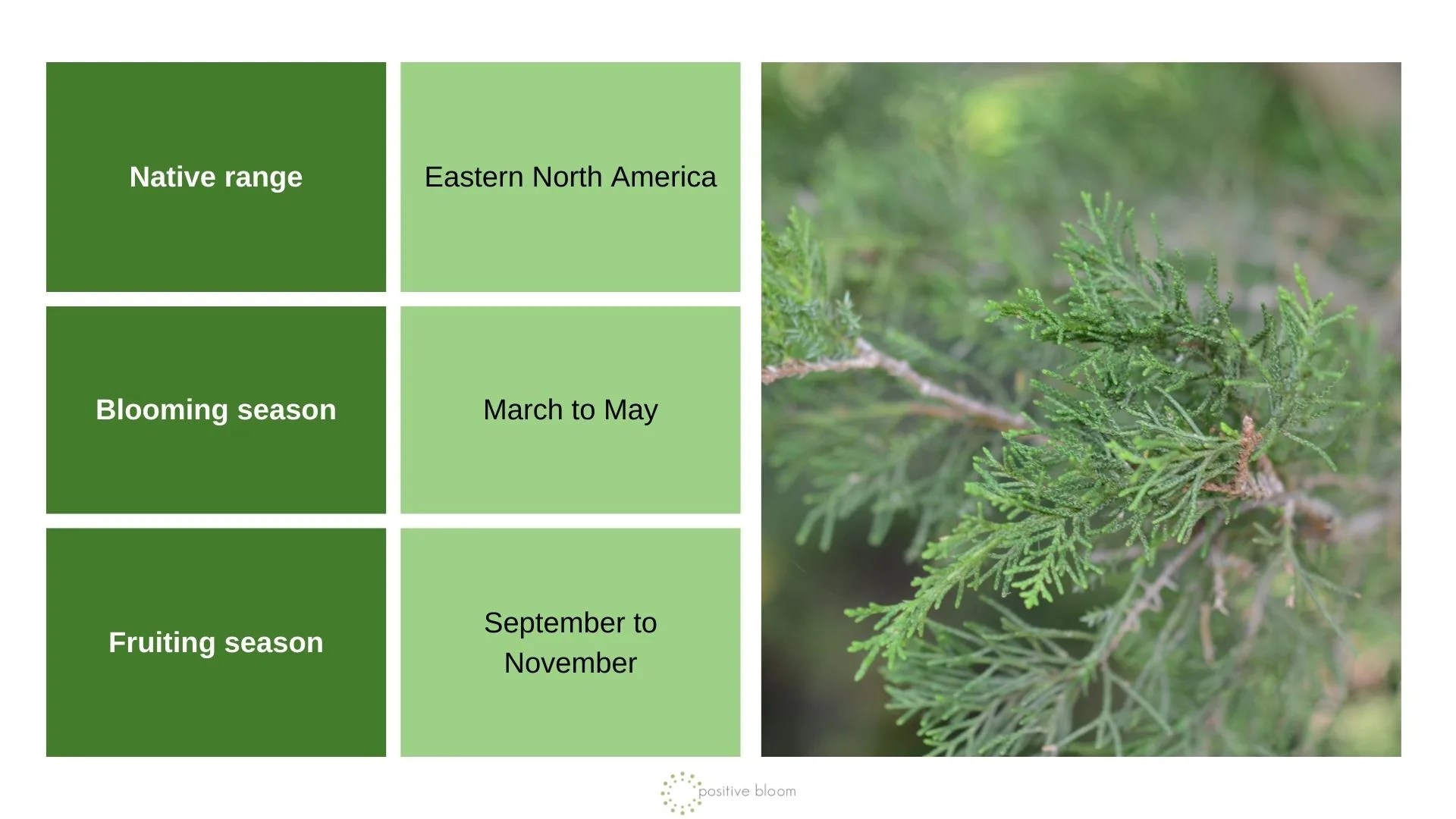 10 Best Trees For Wildlife And Biodiversity