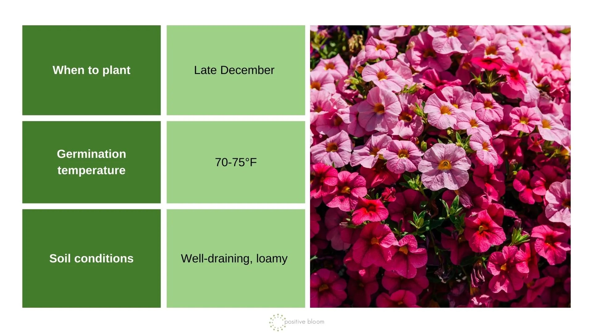 7 Plants To Sow In December And Prep For The Next Season