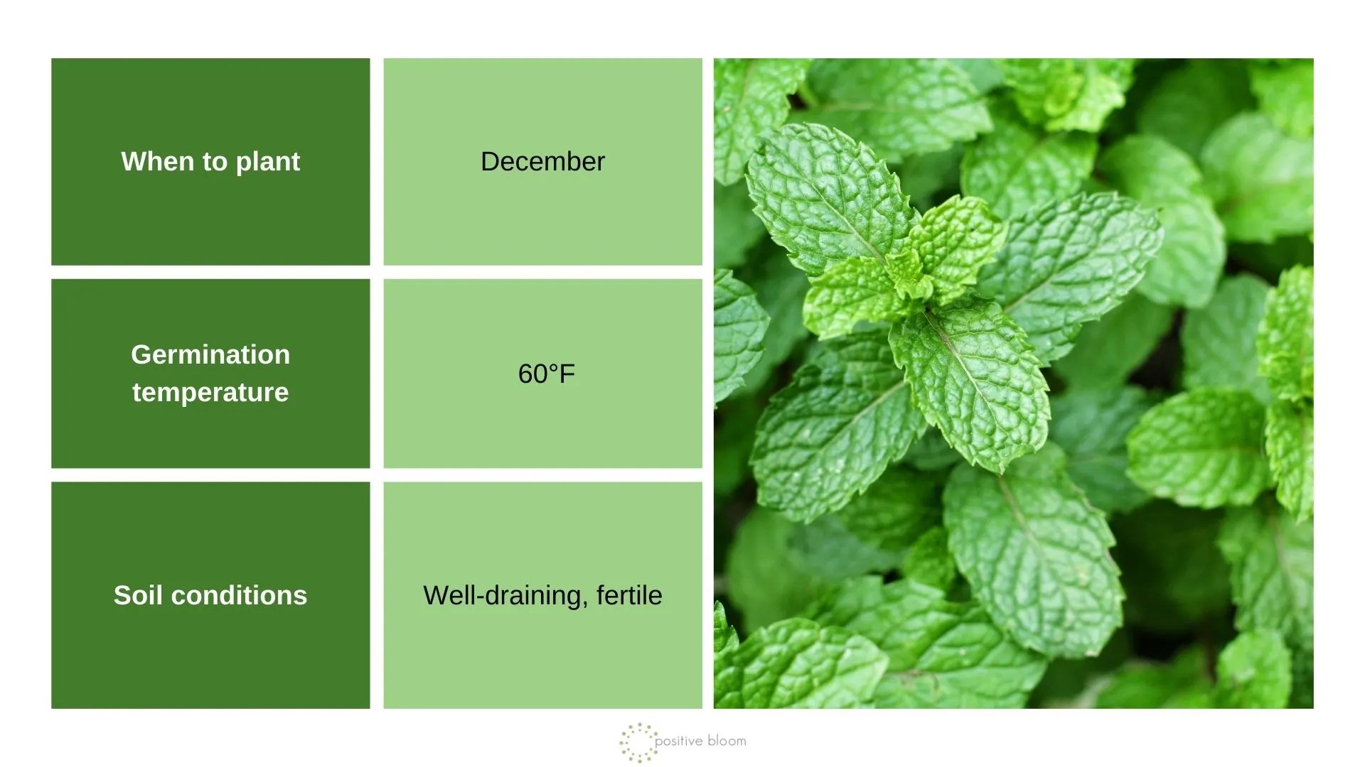 7 Plants To Sow In December And Prep For The Next Season