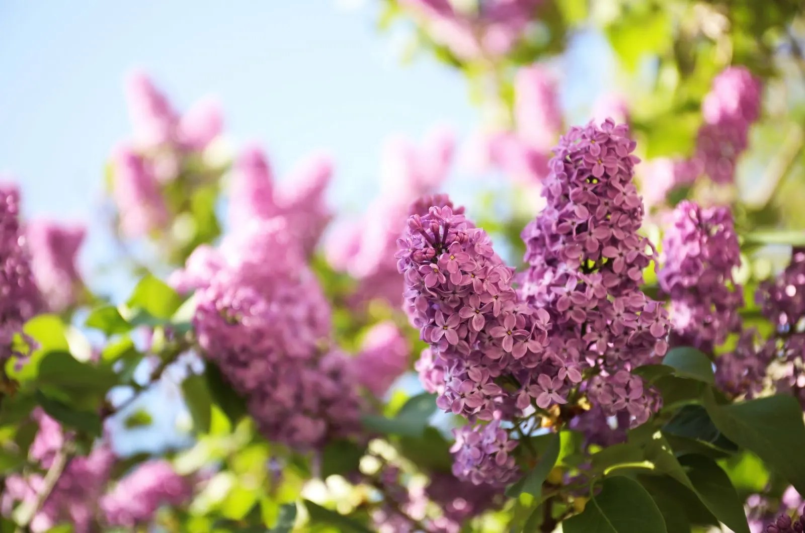 25 Best Flowers For Early Spring And A Display