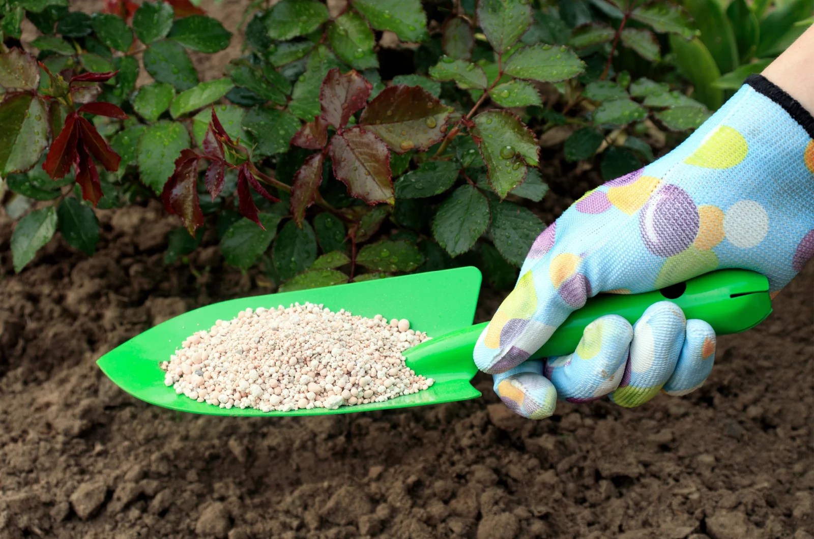 gardener adding fertilizer to rose bush