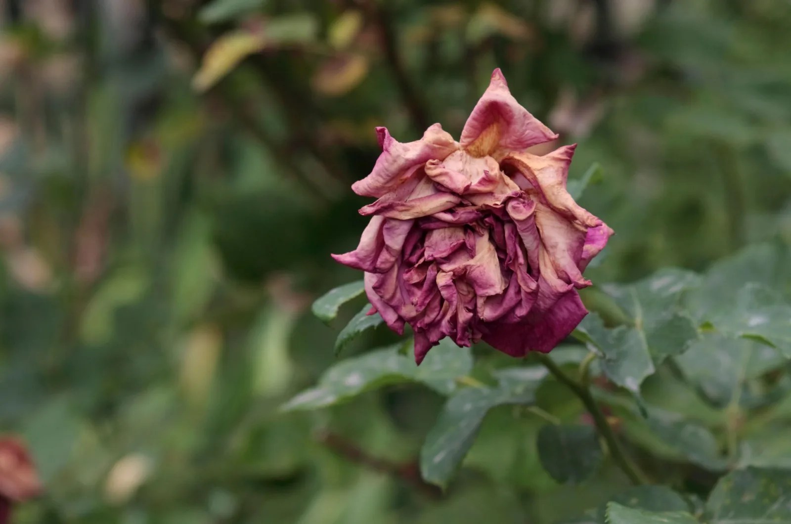 wilted rose