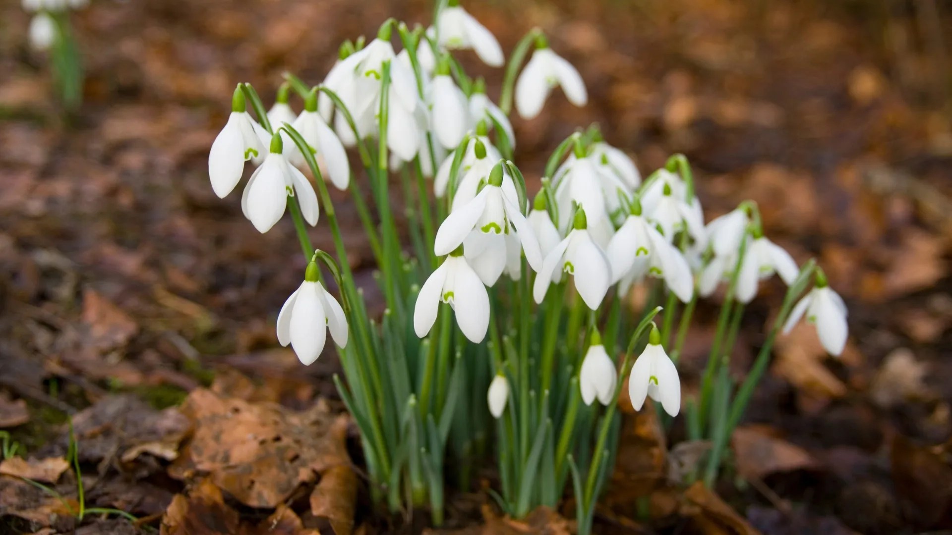 How To Grow Delicate Snowdrops