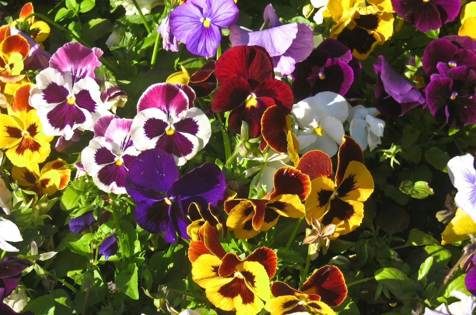 Are Pansies Perennials That Will Return After Winter?