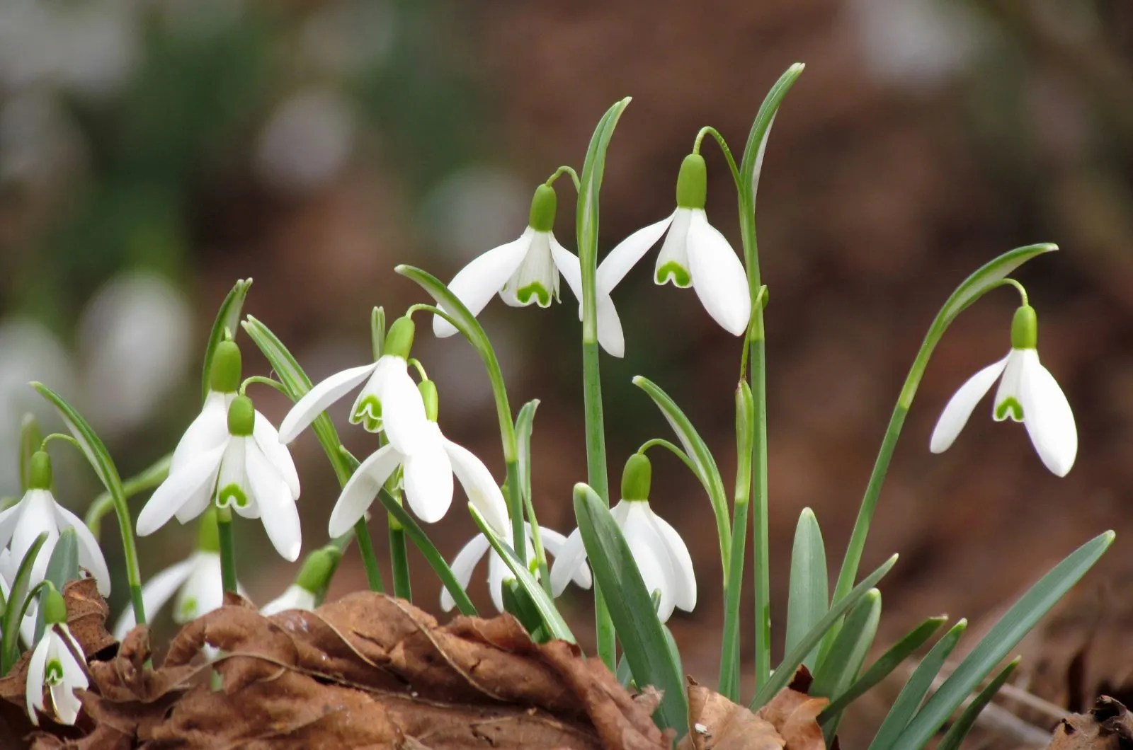 White Snowdrops