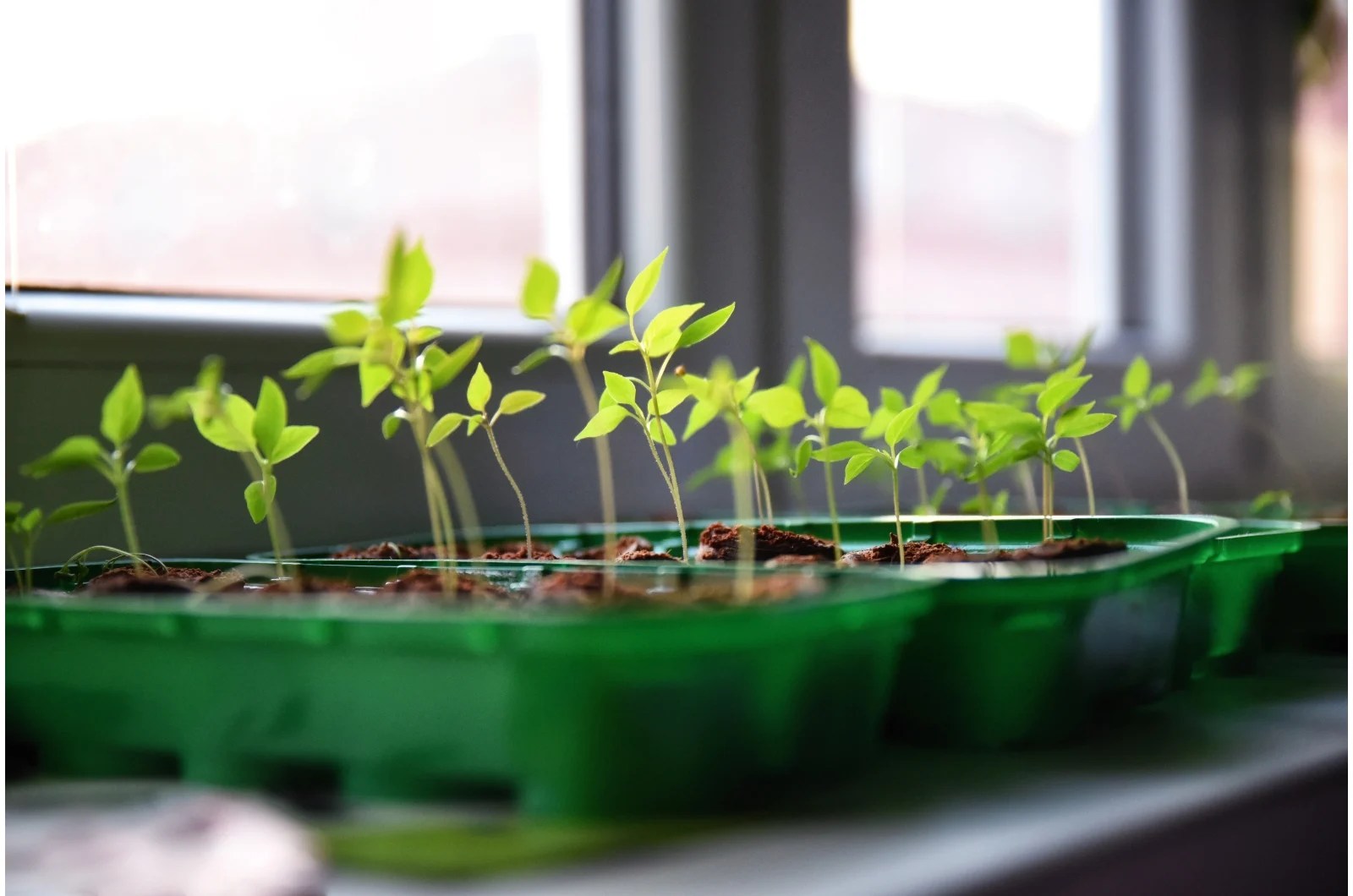 chilli seedling in containers