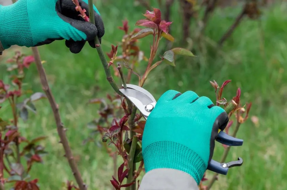 When To Prune Drift Roses And How To Do It Properly
