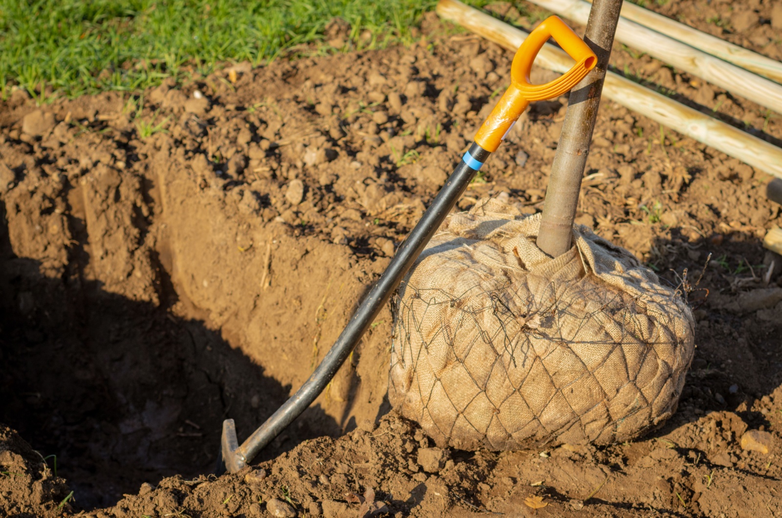 tree root ball wrapped