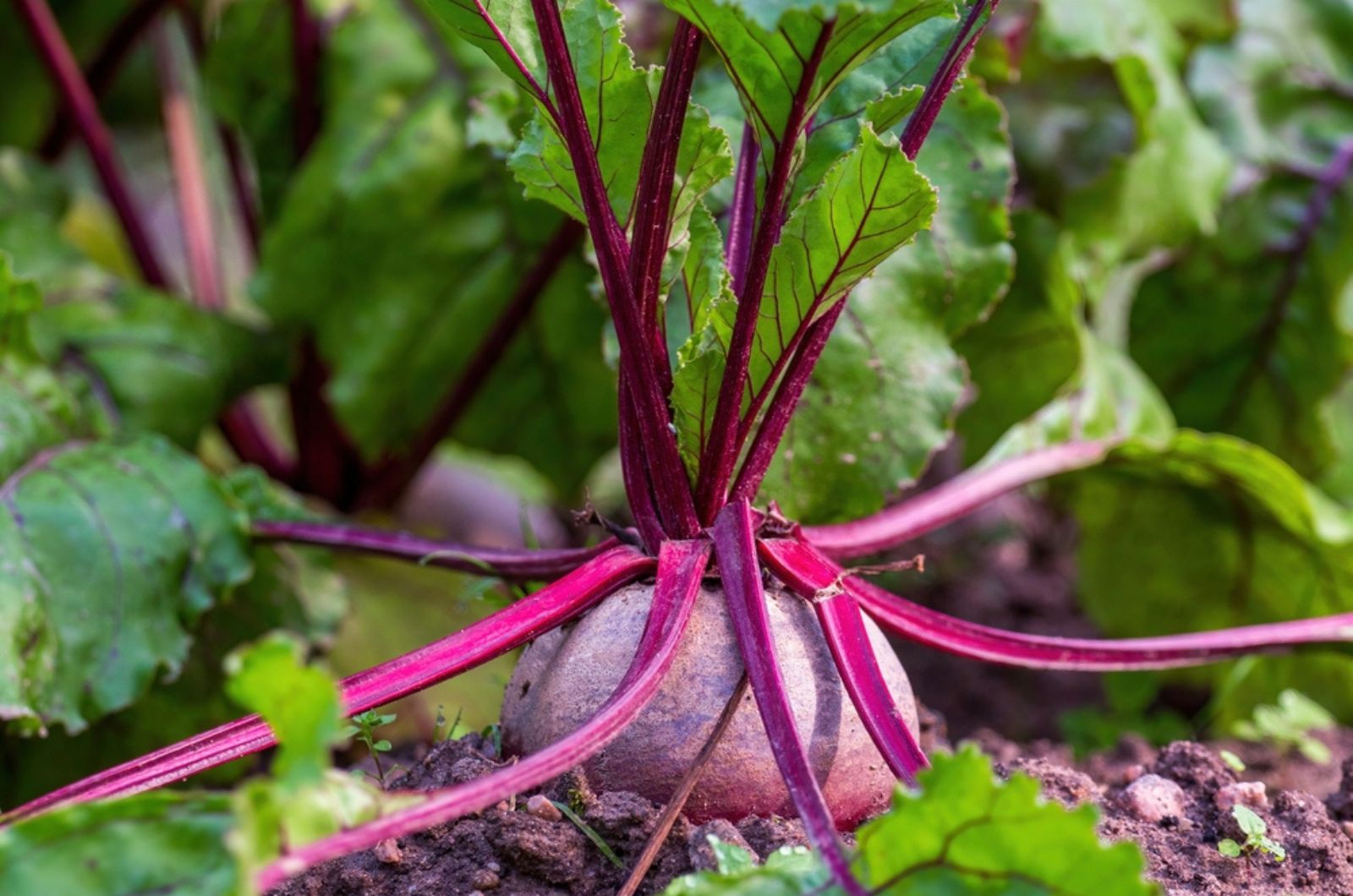 Fresh beetroot grows in the ground
