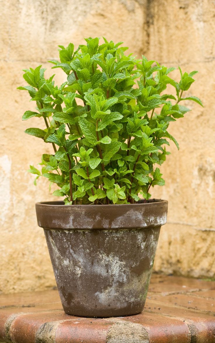 mint in a pot