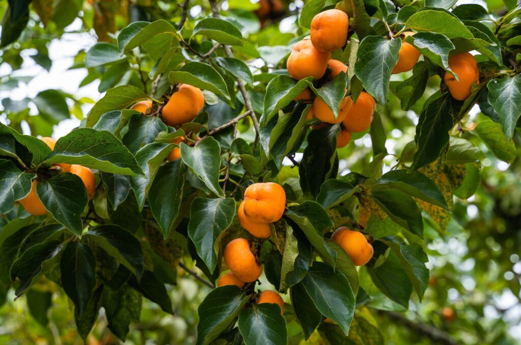 8 Fruit Trees That Will Bring Deer Right To Your Yard