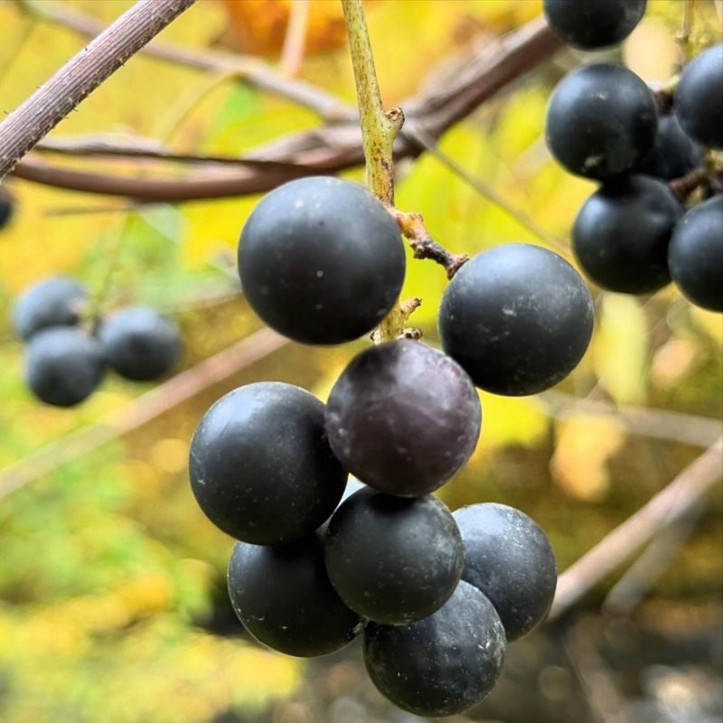 Native Fruits That Thrive Across America