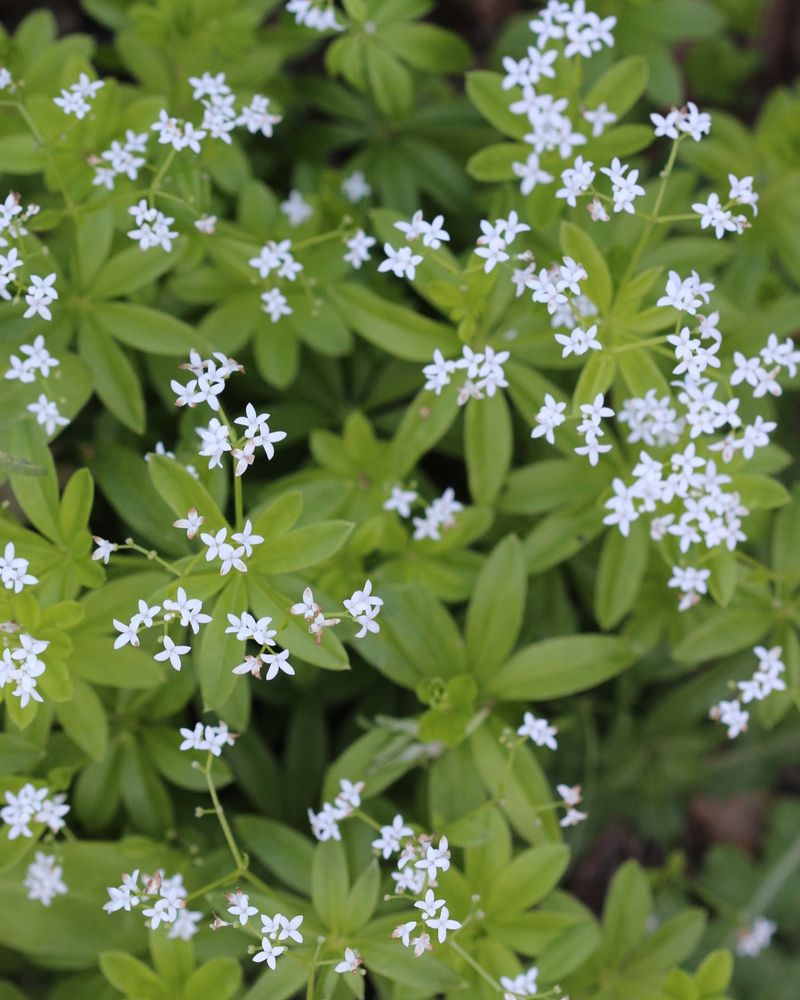 29 Blueberry Companion Plants For Thriving Plants, From Herbs To
