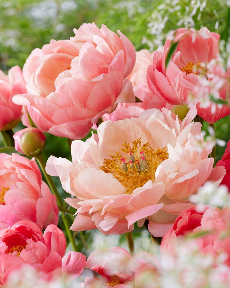 These 36 Perennial Plants Are So Hardy Even Beginners Can’t Ruin Them