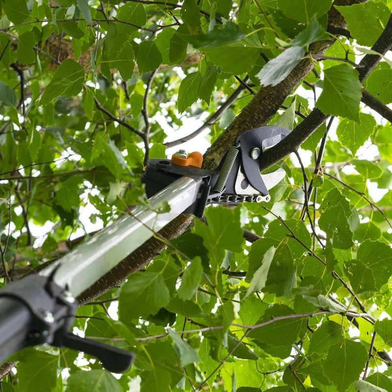 Pruning and Trimming