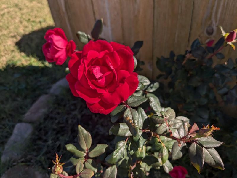 20 Tricks To Keep Roses Blooming Longer, Even In The Heat (And Easy