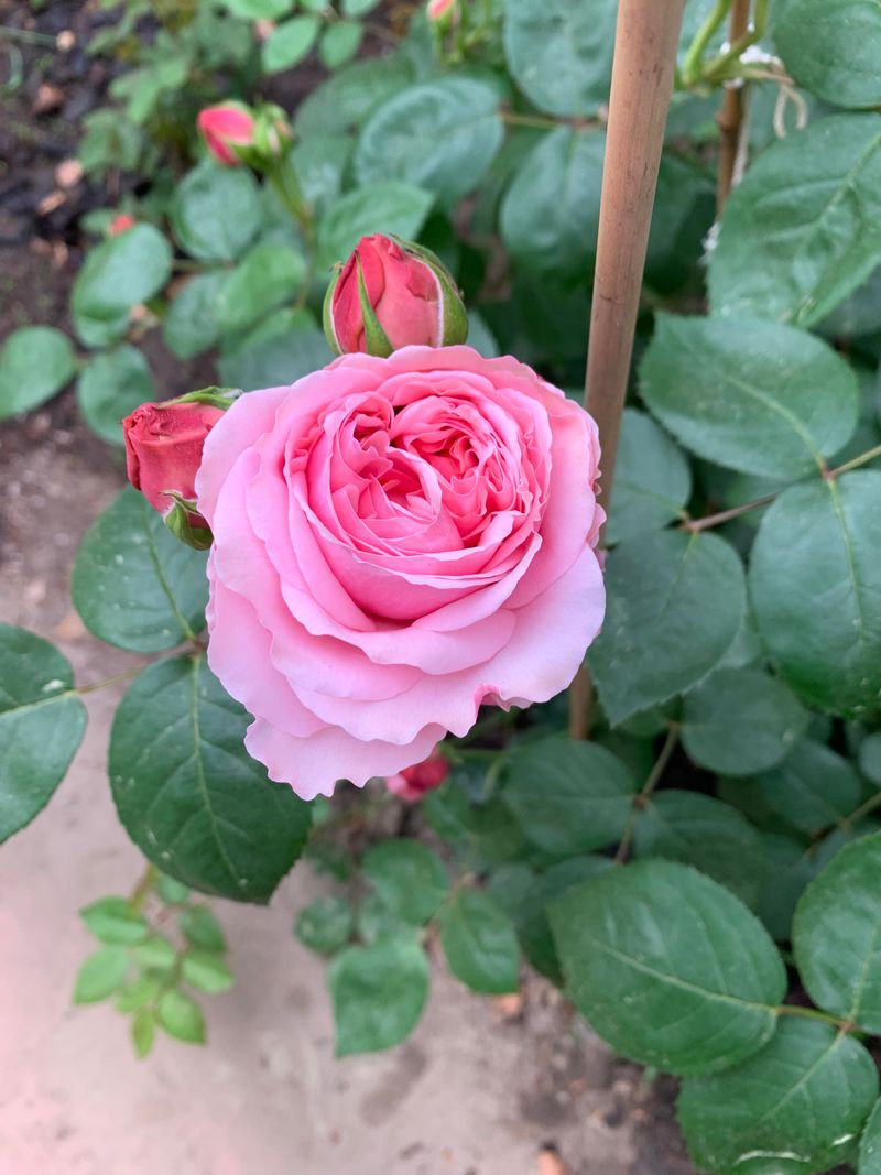 20 Tricks To Keep Roses Blooming Longer, Even In The Heat (And Easy