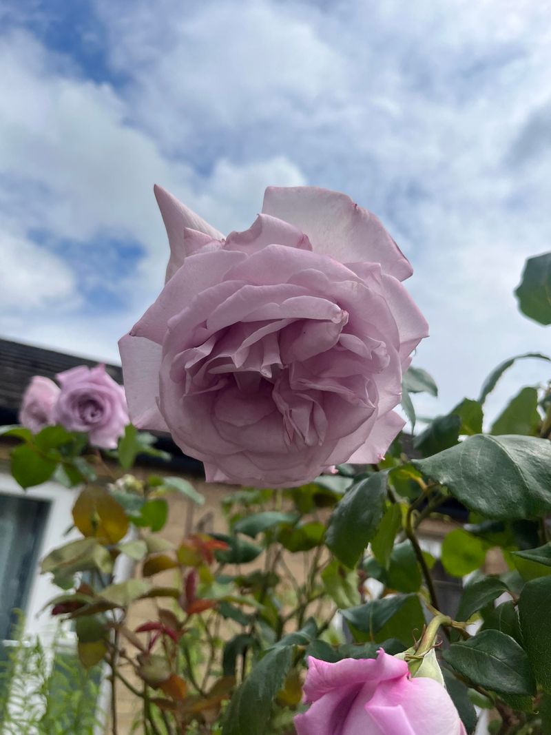 20 Tricks To Keep Roses Blooming Longer, Even In The Heat (And Easy