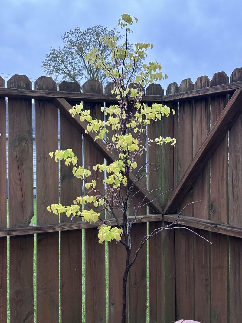 Prune Dead And Diseased Branches First