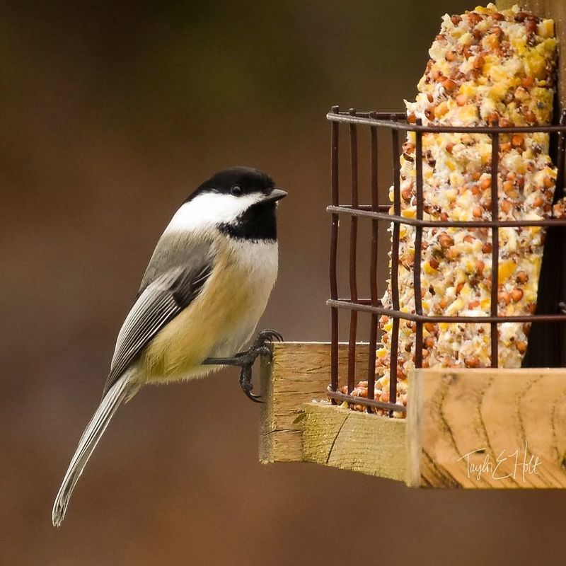 Black-capped Chickadee