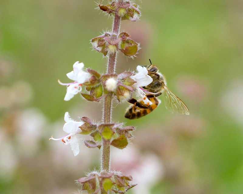 Bee and Butterfly Magnet