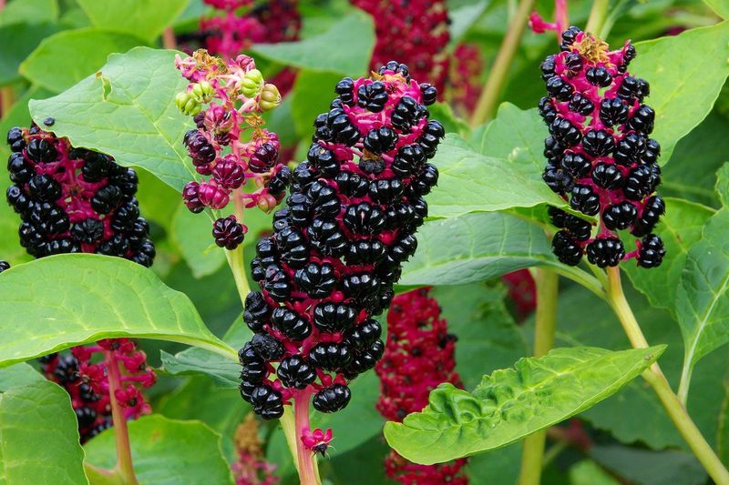 11 Highly Poisonous Plants That Could Be Hiding In Your Backyard In Texas