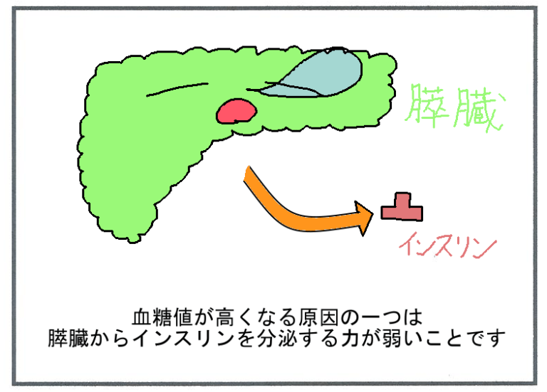 スルホニル尿素（SU）薬の特徴【薬剤師がわかりやすく説明】