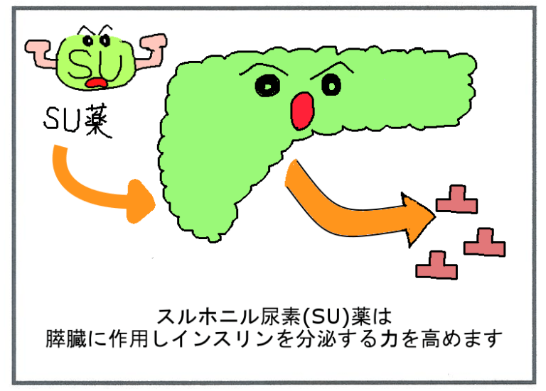 スルホニル尿素（SU）薬の特徴【薬剤師がわかりやすく説明】