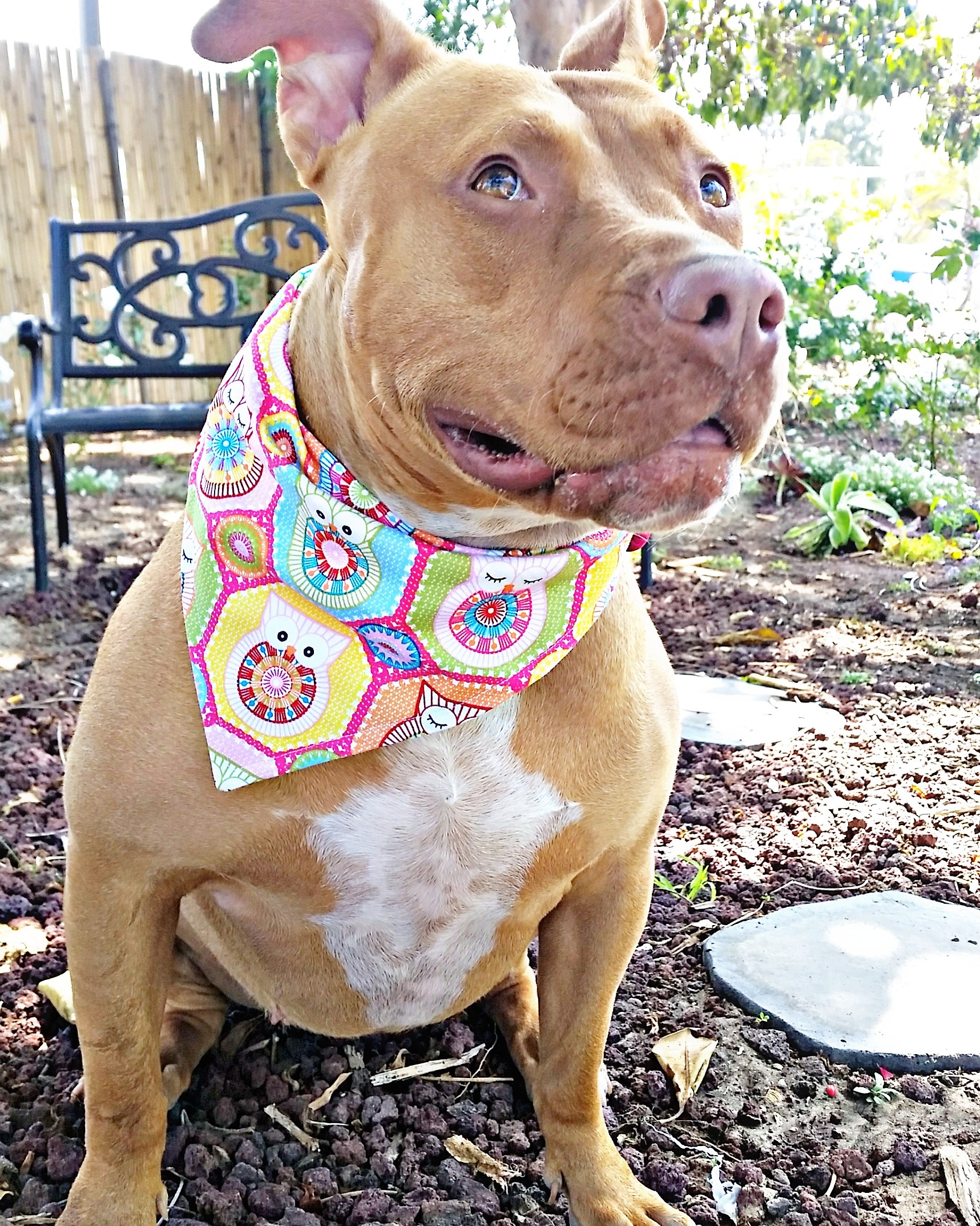 Dog Rescue Stories Malibu Stole Her Forever Mom's Heart! Positively Woof