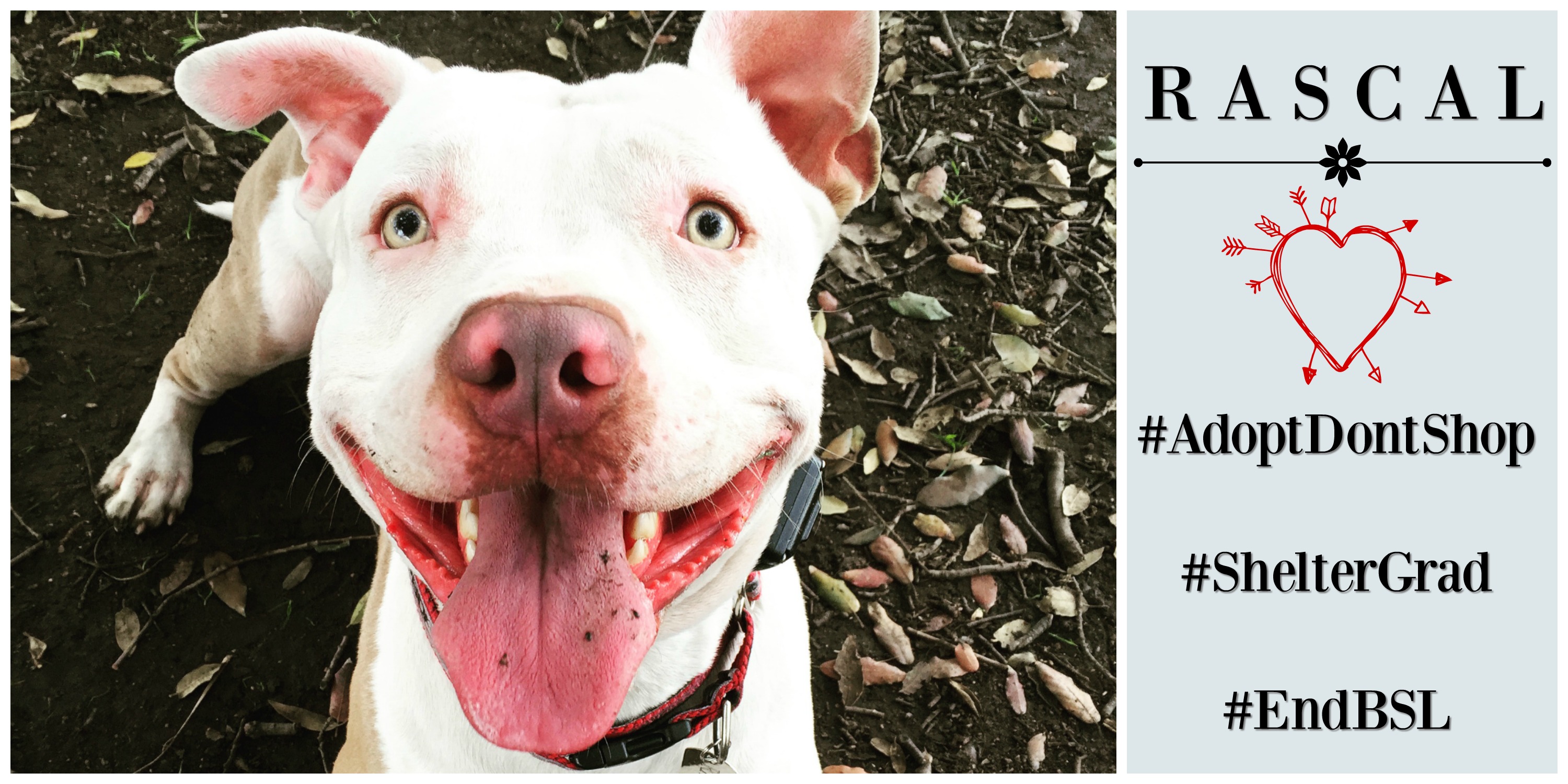 Dog Rescue Stories Rascal The Rags to Riches Pit Bull! Positively Woof