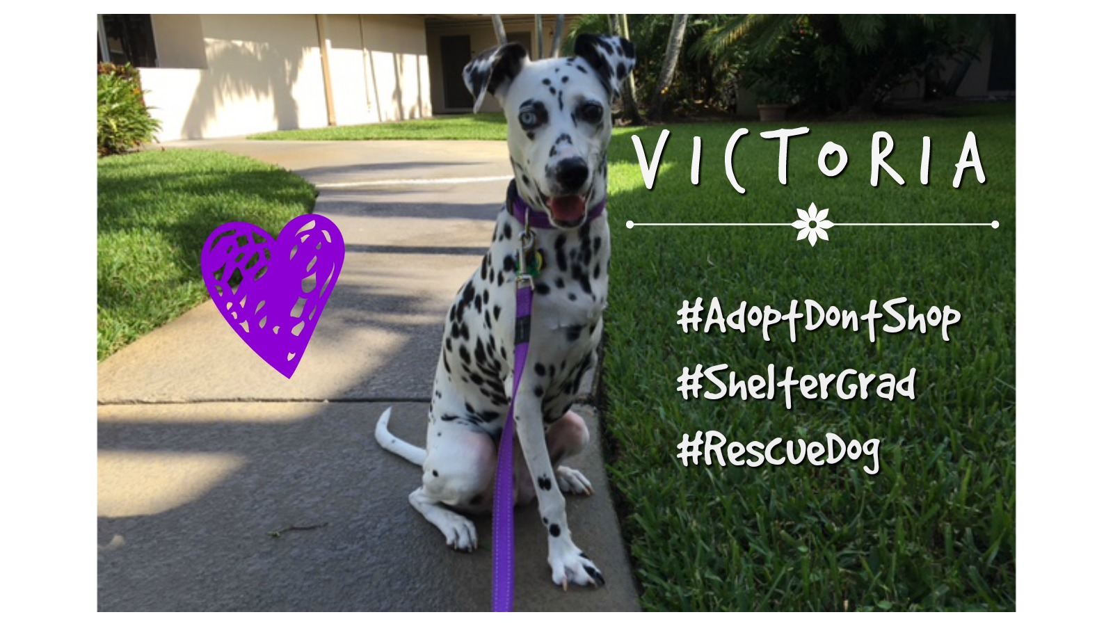 Dog Rescue Stories Victoria was Saved by a Kind Hearted