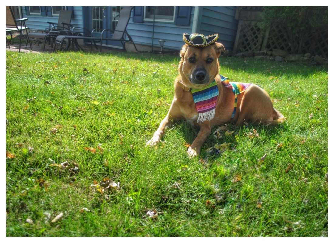 Dog Rescue Stories Brooklyn Was Born In A KillShelter