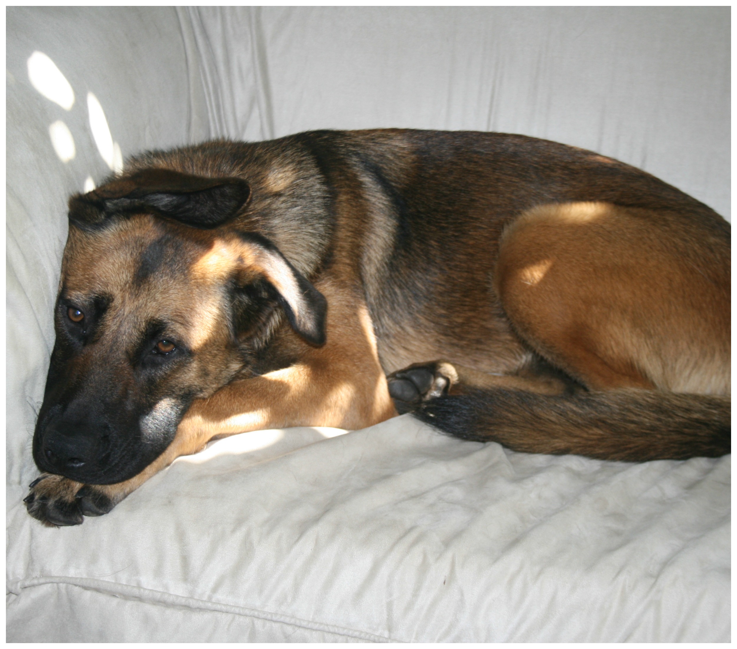 Dog Rescue Stories Indy Was In and Out of Five Homes in One Year