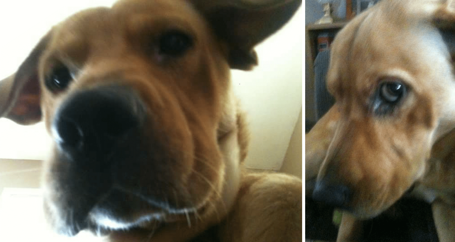 Dog Rescue Stories Trumann Found His Way to His Forever Family...Twice