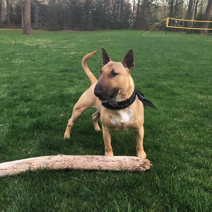 Obedience Dog Training for Voorhees, NJ Medford, NJ