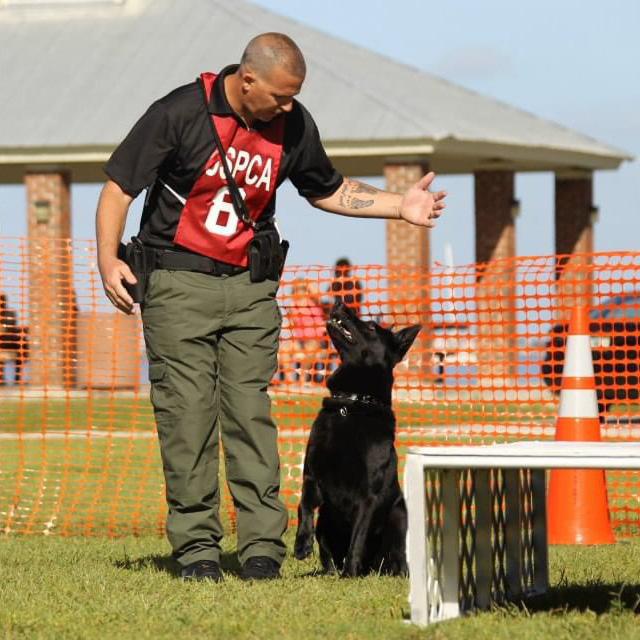 Dog Training Cherry Hill, NJ Voorhees, NJ