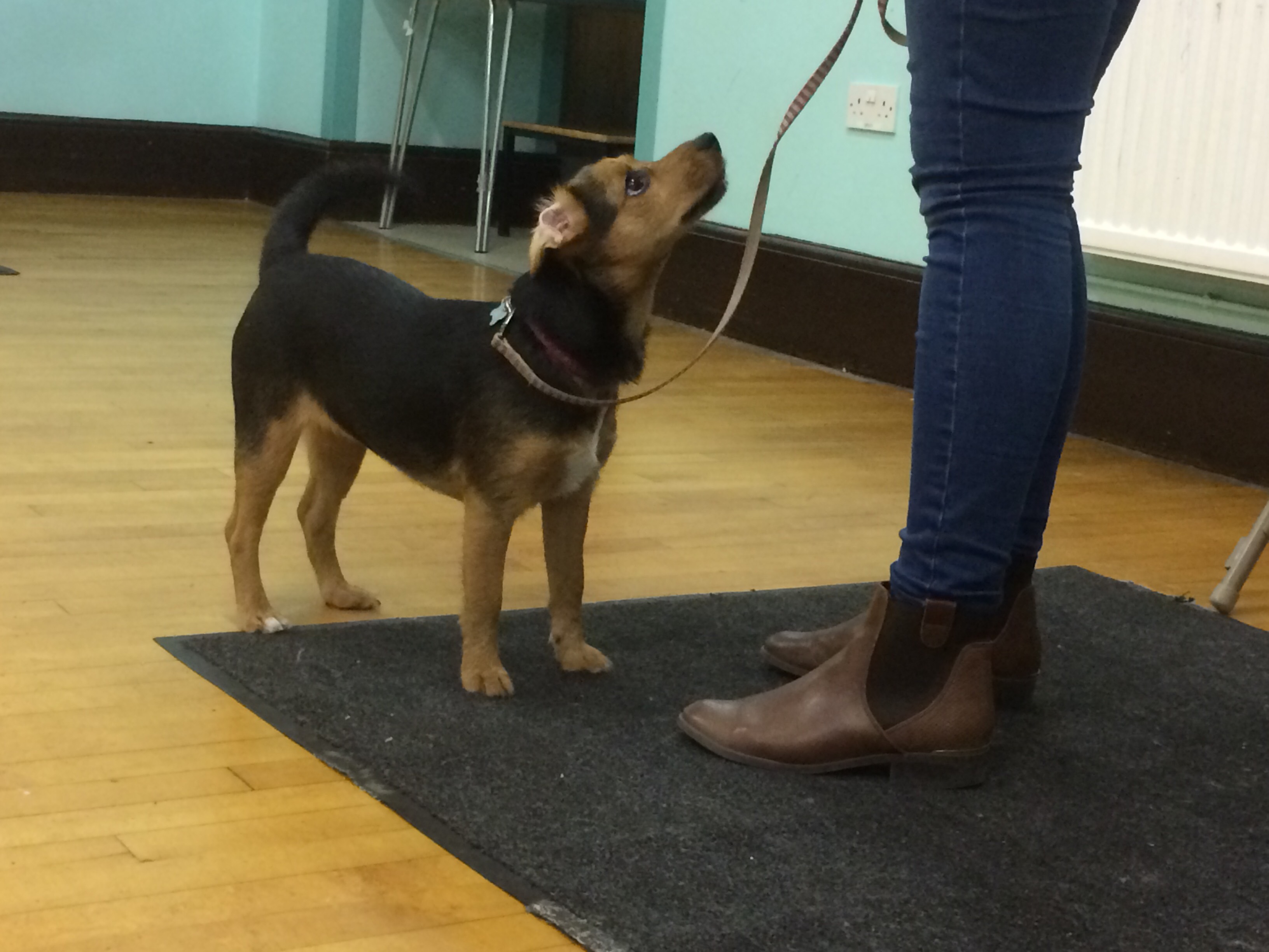 Junior Dog Training Positive Training For Canines
